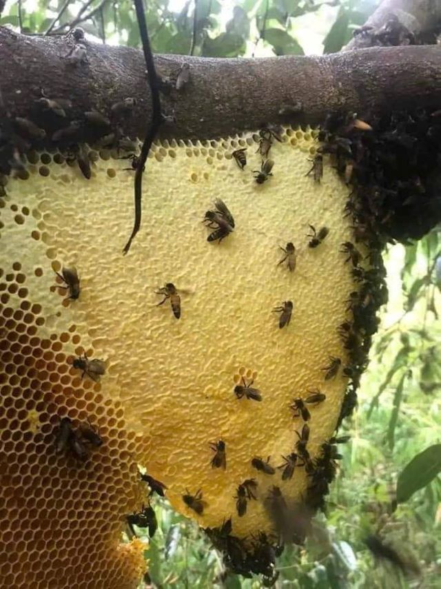 Đôi nét về nghề khai thác mật ong rừng - Ảnh từ Tuyen Kaka Đôi nét về nghề khai thác mật ong rừng - Ảnh từ Tuyen Kaka