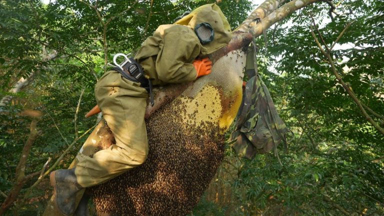 Nghề khai thác mật ong rừng tự nhiên - Ảnh sưu tầm