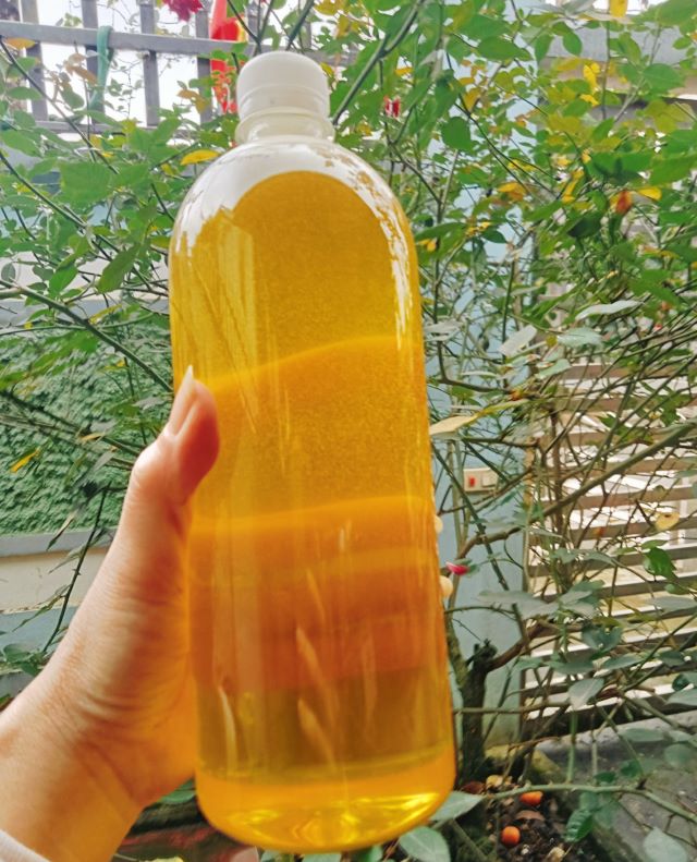 Cách nhận biết mật ong hoa bạc hà nguyên chất - Ảnh sưu tầm Cách nhận biết mật ong hoa bạc hà nguyên chất - Ảnh sưu tầm